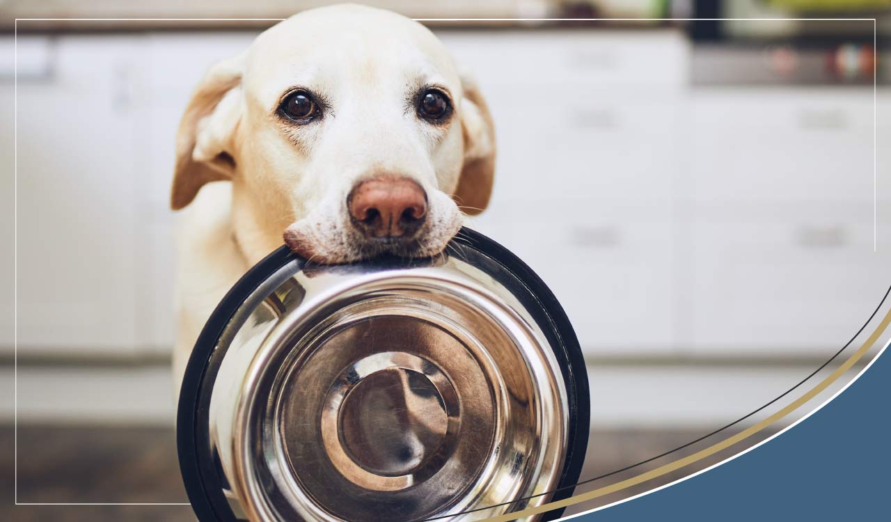 Canine diabetes, with 1 in 500 dogs classed as diabetic what can be done?